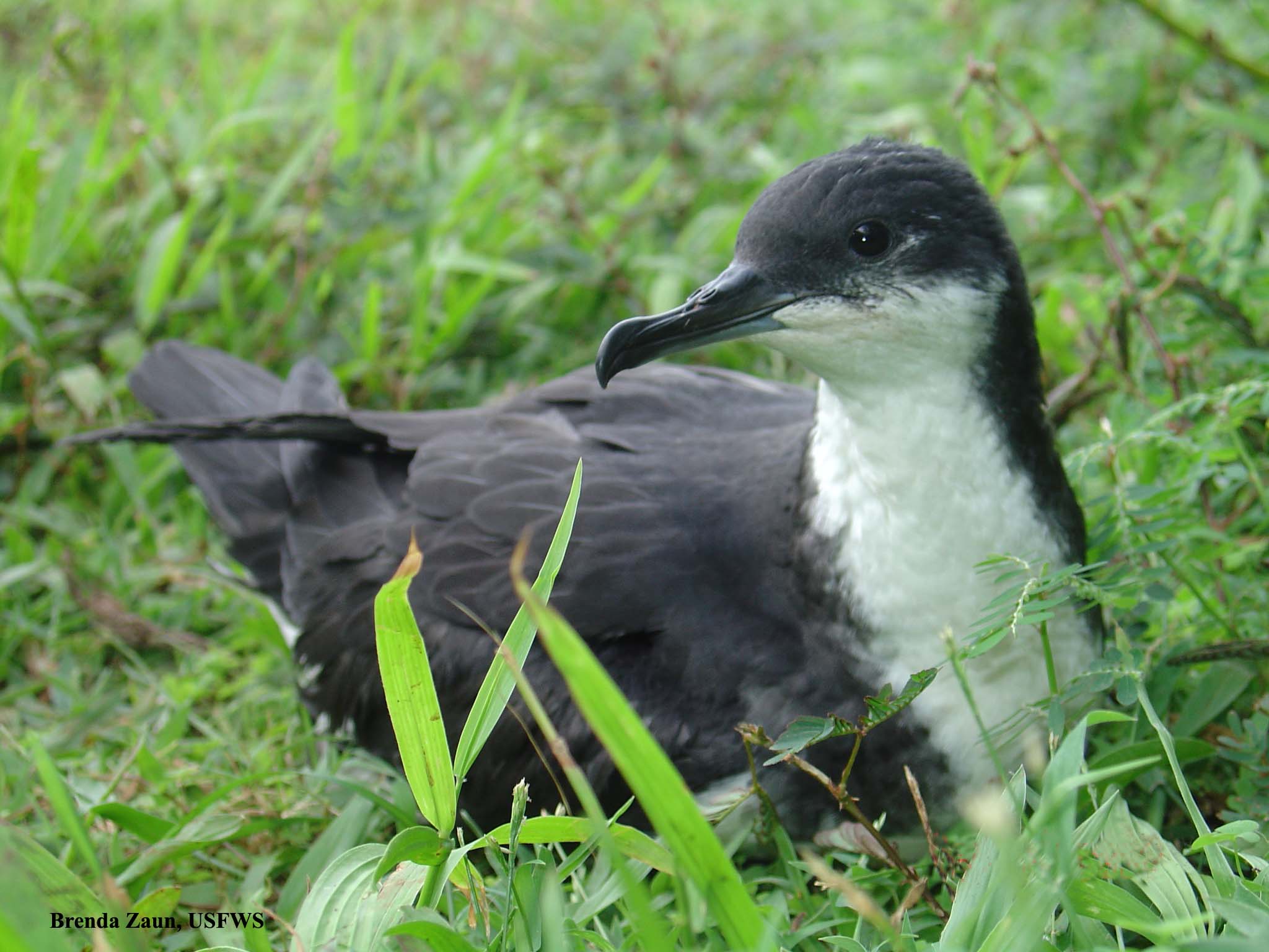 Newell's Shearwater