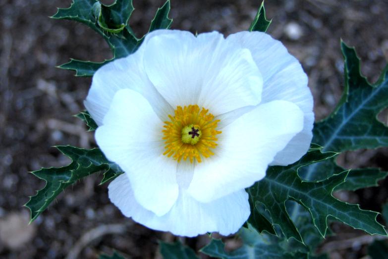 Hawaiian Poppy